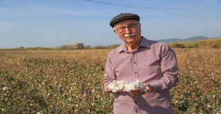 Milasta Pamuk Hasadının Sonuna Gelindi