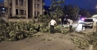 Erzincanda Seyir Halindeki Aracın Üzerine Ağaç Devrildi