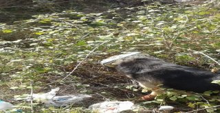 Kafası Tenekeye Sıkışan Köpeği Köylüler Kurtardı