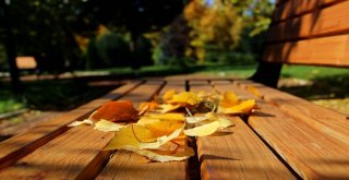 Ata Botanik Park, Hazan Mevsiminde İlgi Odağı