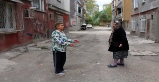 Asılarak Öldürülen Kedinin Yavruları Da Kesilerek Öldürülmüş