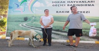 Antalyada Çoban Köpeği Tabanca İle Vuruldu