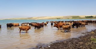 Sıcaktan Bunalan Hayvanlar Baraj Suyunda Serinliyor