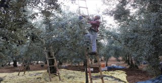 Dünyanın En Kaliteli Sofralık Zeytinlerinin Hasadı Başladı