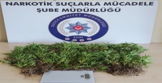 Düzce Polisinden Uyuşturucu Avı