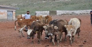 Karsta Kurbanlıklar Pazara İndi