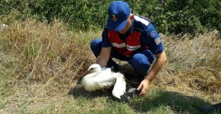 Kanadı Kırık Leyleği Hayata Tutundurmaya Çalıştılar