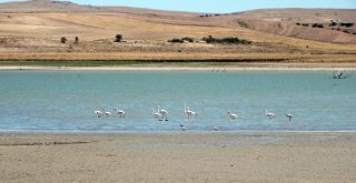 Flamingolar Beslenmek İçin Yozgattaki Gelingüllü Barajına Geldi