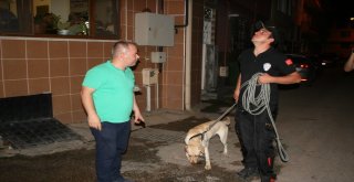 (Özel Haber) İz Takip Köpeği Sokak Sokak Yaşlı Adamı Aradı