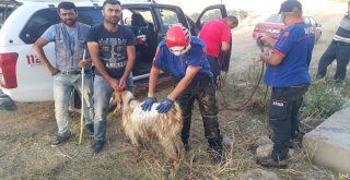 Sulama Kanalına Düşen Keçi Afad Tarafından Kurtarıldı