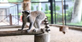 Hayvan Parkındaki Lemurlar İlgi Odağı Oldu