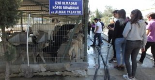 Öğrenciler Harçlıkları İle Köpeklere Mama Aldı Kulübe Yaptırdı