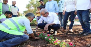 Halilyede Parklar Çiçeklerle Donatılıyor