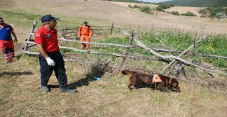 Minik Evrimi Arama Çalışmalarına Kadavra Köpeği Katıldı