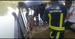 İtfaiyeden Köpek Kurtarma Operasyonu