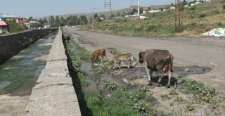 Karsta Tıkanan Kanalizasyon Şebekesi Islah Edilen Dereye Akıyor