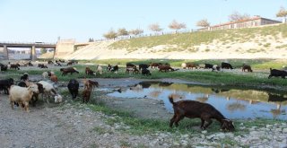 Suyu Çekilen Asi Nehri Küçükbaş Hayvanların Mekanı Oldu