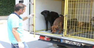 Sokak Köpekleri Tedavinin Ardından Doğal Yaşama Alanlarına Kavuştular