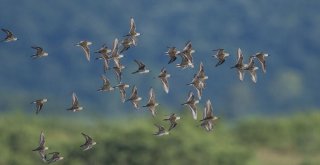 Longozdaki Sonbahar Göçü Fotoğraflara Böyle Yansıdı