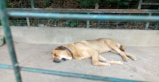 Adnan Oktarın Kedicikleri Gitti, Villanın Önündeki Köpek Kaldı