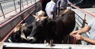 Sarı Öküz Operasyonunda Yakalan Şahıslardan 6Sı Tutuklandı