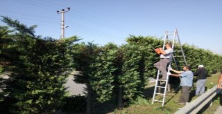 Park Ve Bahçelerde Temizlik