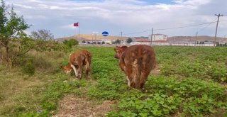 Menfezde Sıkışan Danaları İtfaiye Kurtardı