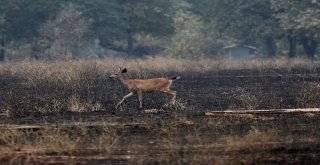 Californiadaki Yangın Eylüle Kadar Sürebilir