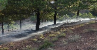 Ateş Yakan Çocuklar, Ormanı Kül Edecekti