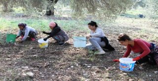 Ayvalıkta Zeytin Üreticisinin Hasat Coşkusu