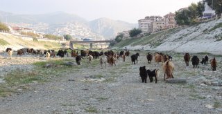 Suyu Çekilen Asi Nehri Küçükbaş Hayvanların Mekanı Oldu