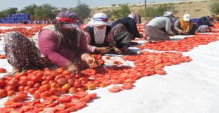 Tonlarca Domates Kurutulup Dünyaya Satılıyor