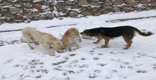 Uludağdaki Sahipsiz Hayvanlar Düzenli Olarak Besleniyor