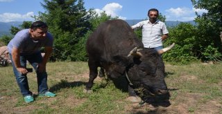 Şampiyon Boğalar Büyük Güreşlere Hazır