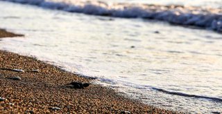 CARETTA CARETTA YAVRULARI DENİZLE BULUŞTU