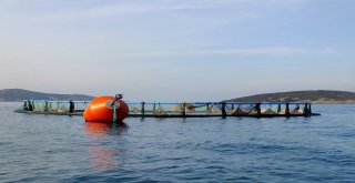 Ayvalık Balık Çiftliği Davasında Sevindirici Haber