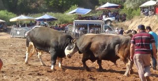 Aydında Boğa Güreşleri Sezonu Başladı