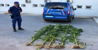 4 Metrelik Kenevirleri Gören Gözlerine İnanamadı