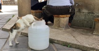 Siirt Sıcağı Hayvanları Da Vurdu