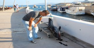 Bodrumda Denize Giren Turistler Şok Oldu