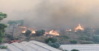 Kumlucada Orman Yangınında Seralar Zarar Gördü