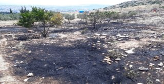 Mersinde Zeytinlik Ve Ormanlık Alanda Çıkan Yangın Korkuttu