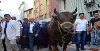 Artvin Kafkasör Festivali Boğalı Kortej Yürüyüşü İle Başladı