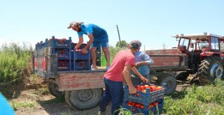 Bafra Ovasında Karpuz Ve Domates Hasadı