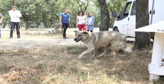 Sokak Köpekleri Tedavinin Ardından Doğal Yaşama Alanlarına Kavuştular