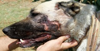 Otomobilin Arkasına Bağlanan Köpek Bakıma Alındı