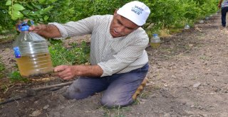 (Özel Haber) Üreticiden İşsiz Gençlere Hünnap Yetiştirin Tavsiyesi