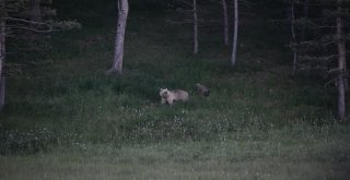 Boz Ayılar Sarıkamışta Görüntülendi