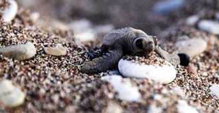 CARETTA CARETTA YAVRULARI DENİZLE BULUŞTU