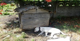 Zonguldakta Vahşet, Köpeğe Susturuculu İnfaz